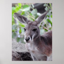 Suche nach känguru poster Australische tiere