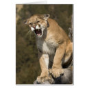 Suche nach berglöwe postkarten Mary ann mcdonald