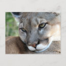 Suche nach cougar postkarten Natur