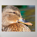 Suche nach stockenten poster Jede person