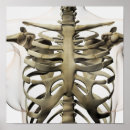 Suche nach sternum Biomedizinische illustrationen