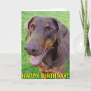 Suche nach roter dobermann karten Für alle