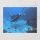 Suche nach mantarochen postkarten Tauchen