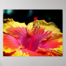Suche nach gelber hibiskus poster Natur