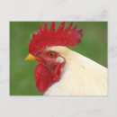 Suche nach rotkäppchen postkarten Hahn