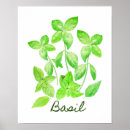Suche nach basilikum poster Aquarell