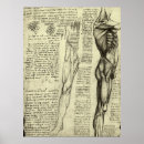 Suche nach menschliche anatomie poster Bein