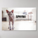 Suche nach sphynx poster Cats