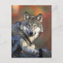 Suche nach wilder wolf postkarten Hund