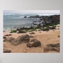 Suche nach meeresschildkröten hawaii poster Strand