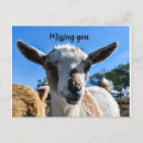 Suche nach niedliche ziege postkarten Ziegen