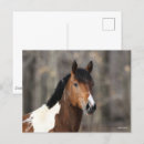 Suche nach paint horse postkarten Rasse