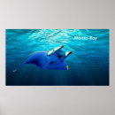 Suche nach mantarochen poster Ozean