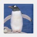 Suche nach papua magnete Gentoo pinguin