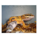 Suche nach eidechsen fotodruck Reptil