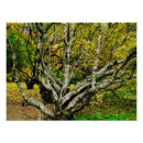 Suche nach mystischer wald poster Baum
