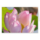 Suche nach morgenlicht Rosa