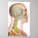 Suche nach menschlicher hals poster Körper