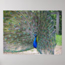 Suche nach pfau poster Feder