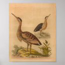 Suche nach vogeldrucke poster Vögel