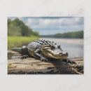 Suche nach amerikanischer alligator postkarten Amerikanische alligatorin