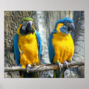 Suche nach colorful bird poster Blue