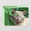 Suche nach alberne katzen postkarten Spaß