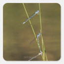 Suche nach damselflies aufkleber Natur