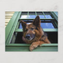 Suche nach wachhund postkarten Haustier