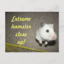 Suche nach niedlicher hamster postkarten Nagetier