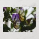 Suche nach viola postkarten Blume