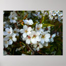 Suche nach obstbäume poster Baum