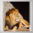 Suche nach löwe foto poster Löwen