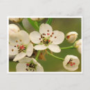 Suche nach apfelblüte postkarten Apfelbaum