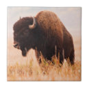 Suche nach bison fliesen Kuh