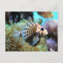 Suche nach exotische fische postkarten Meer