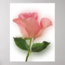 Suche nach single rose poster Blume