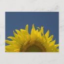 Suche nach gelber himmel postkarten Für sie