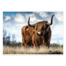 Suche nach hochlandkuh poster Kalb