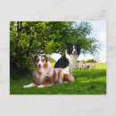 Suche nach australischer schäfer postkarten Hund