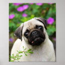 Suche nach funny pug poster Cute
