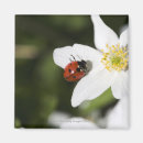 Suche nach blumenblatt magnete Sommer