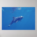 Suche nach roo poster Ozean