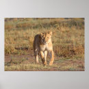 Suche nach löwe und löwin poster Afrika