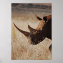 Suche nach nashorn andere Rhinozeros