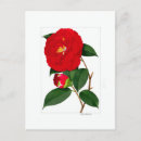 Suche nach kamelien postkarten Botanische illustration