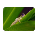 Suche nach kleiner frosch magnete Für alle