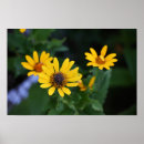 Suche nach gelbe blumen poster Wildblumen