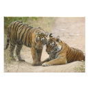 Suche nach indischer tiger poster Nationalpark