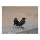 Suche nach sternchen poster Starlings